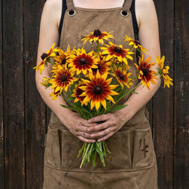 Gloriosa, Daisy Seeds